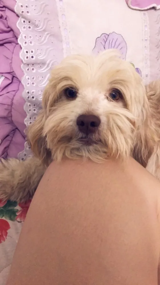 Cachorro ra a  idade 4 anos nome Sofia + 2 filhotes 