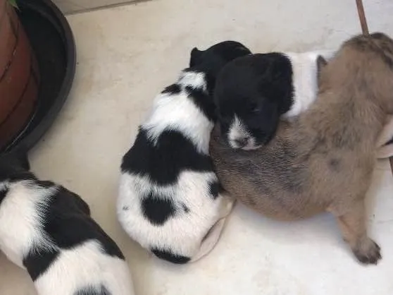 Cachorro ra a  idade 4 anos nome Sofia + 2 filhotes 