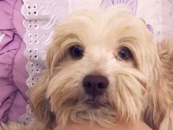 Cachorro ra a  idade 4 anos nome Sofia + 2 filhotes 