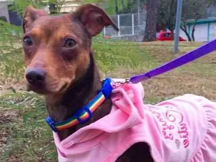 Cachorro ra a SRD idade 1 ano nome Pequena