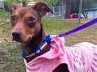 Cachorro raça SRD idade 1 ano nome Pequena