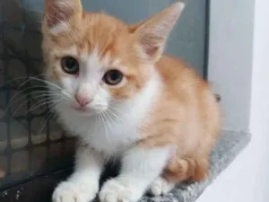 Gato raça  idade 7 a 11 meses nome Asad Aish