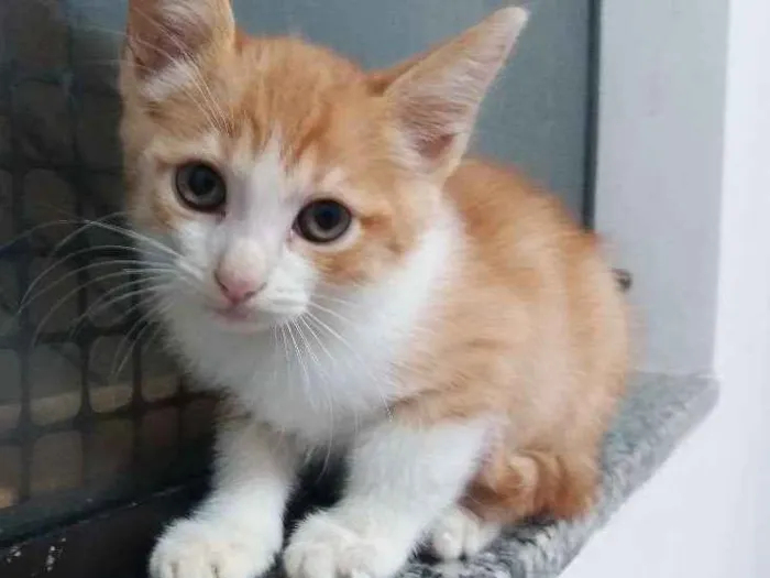 Gato ra a  idade 7 a 11 meses nome Asad Aish