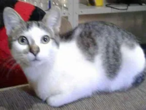 Gato raça Indefinida idade 2 a 6 meses nome Não Tem