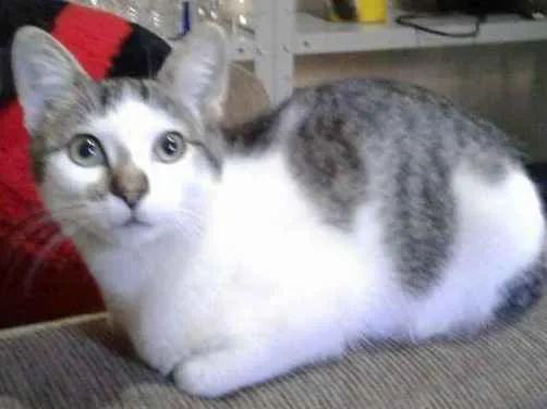 Gato ra a Indefinida idade 2 a 6 meses nome Não Tem