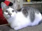 Gato raça Indefinida idade 2 a 6 meses nome Não Tem