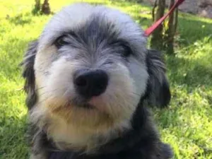 Cachorro raça SRD idade 1 ano nome Vitória