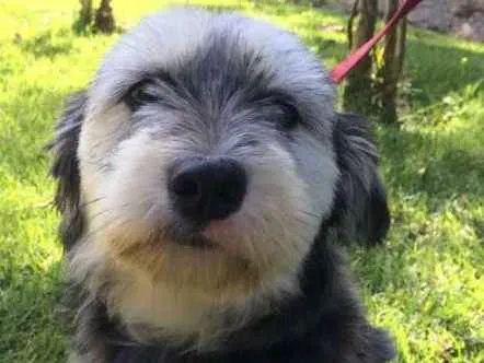Cachorro ra a SRD idade 1 ano nome Vitória