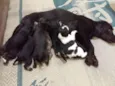 Baby dog