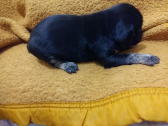 Cachorro ra a Sem raça definida idade Abaixo de 2 meses nome Baby dog