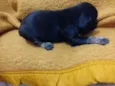 Baby dog