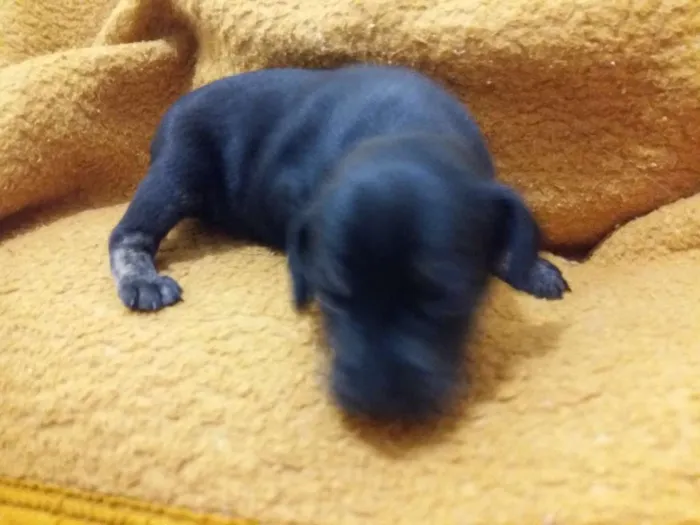 Cachorro ra a Sem raça definida idade Abaixo de 2 meses nome Baby dog