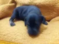 Baby dog