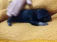 Baby dog