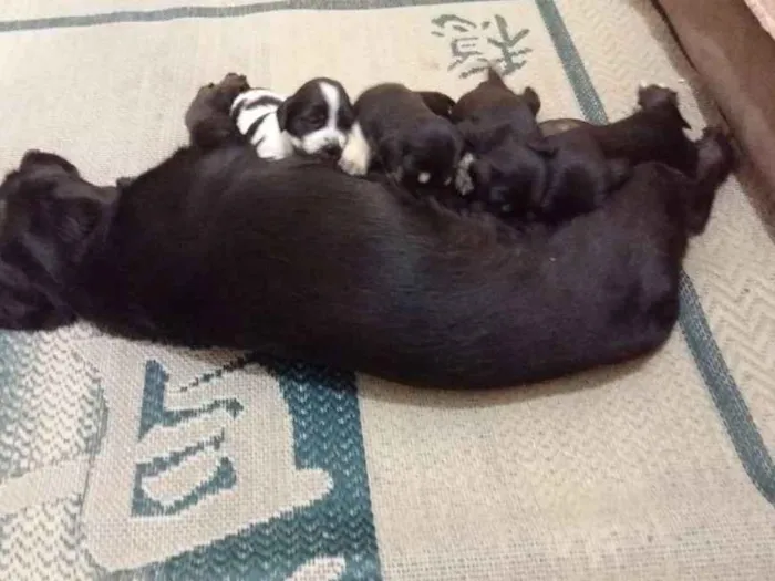 Cachorro ra a Sem raça definida idade Abaixo de 2 meses nome Baby dog