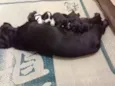 Baby dog
