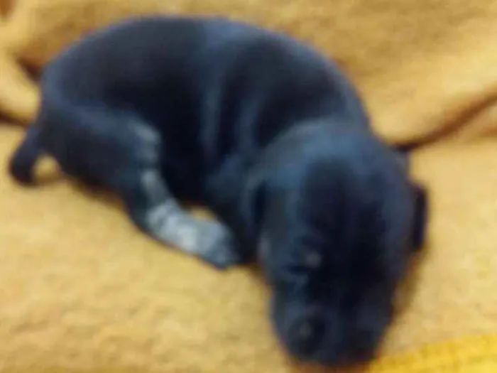 Cachorro ra a Sem raça definida idade Abaixo de 2 meses nome Baby dog