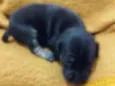 Baby dog