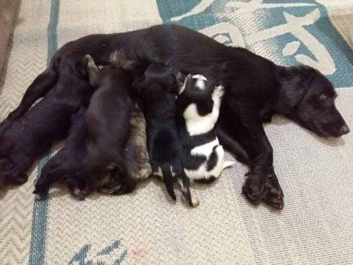Cachorro ra a Sem raça definida idade Abaixo de 2 meses nome Baby dog