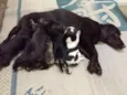 Baby dog