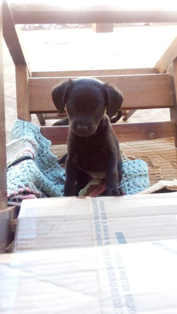 Cachorro raça Nao definida idade Abaixo de 2 meses nome Sem nome ainda