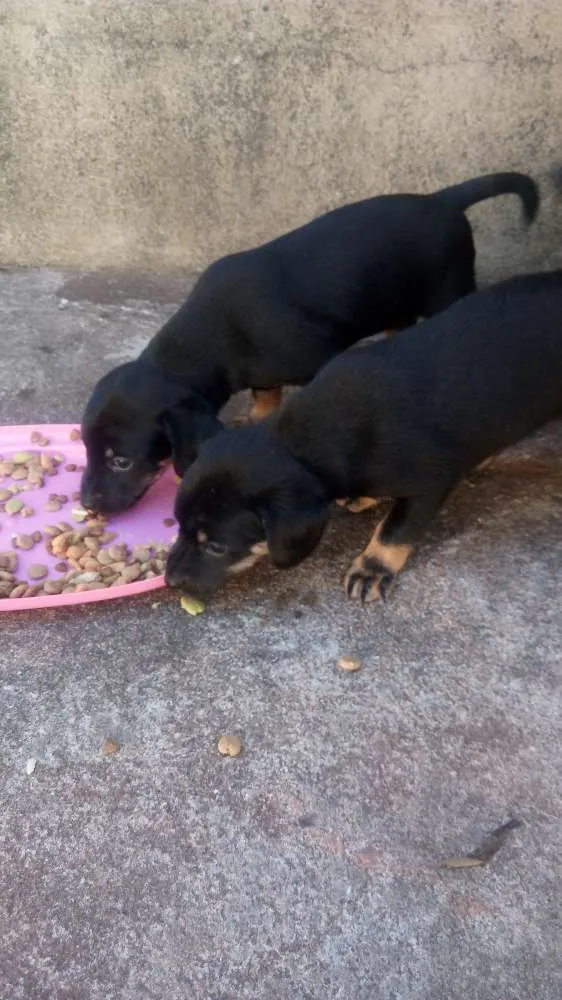 Cachorro raça Nao definida idade Abaixo de 2 meses nome Sem nome ainda