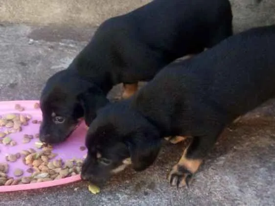 Cachorro raça Nao definida idade Abaixo de 2 meses nome Sem nome ainda