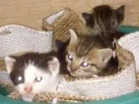 Gato raça mesturado idade Abaixo de 2 meses nome Filhotes