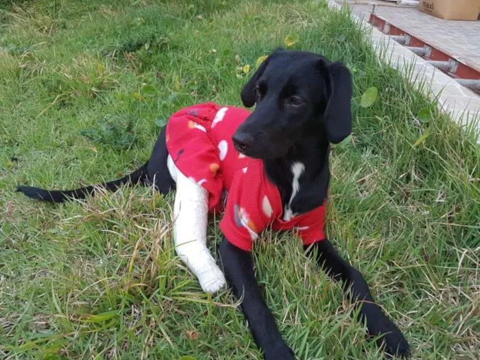 Cachorro ra a SRD idade 7 a 11 meses nome Bebezinha