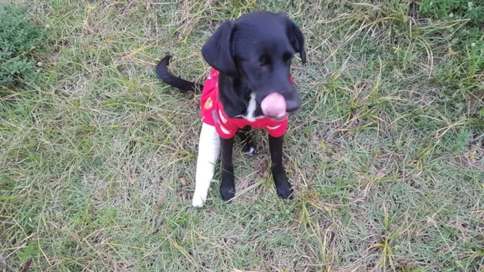Cachorro ra a SRD idade 7 a 11 meses nome Bebezinha