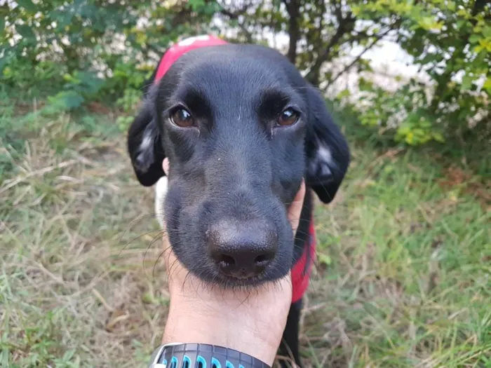 Cachorro ra a SRD idade 7 a 11 meses nome Bebezinha
