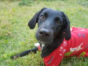 Cachorro raça SRD idade 7 a 11 meses nome Bebezinha