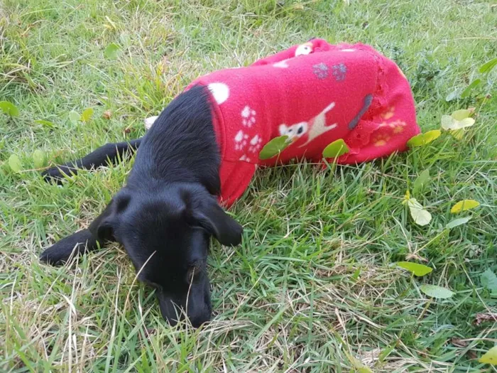 Cachorro ra a SRD idade 7 a 11 meses nome Bebezinha