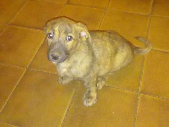 Cachorro ra a Não sei defini-la idade 2 a 6 meses nome Toby