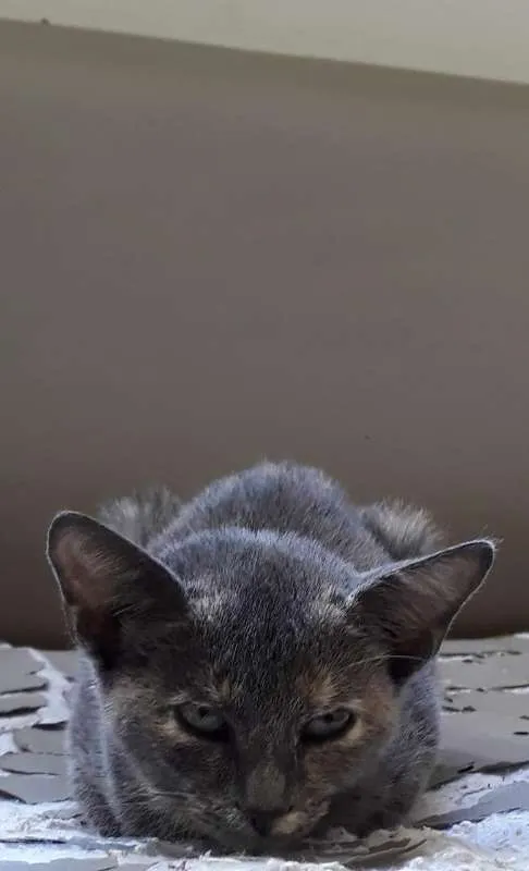 Gato raça Dilute tortie idade 2 a 6 meses nome Sem nome