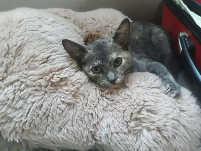 Gato raça Dilute tortie idade 2 a 6 meses nome Sem nome