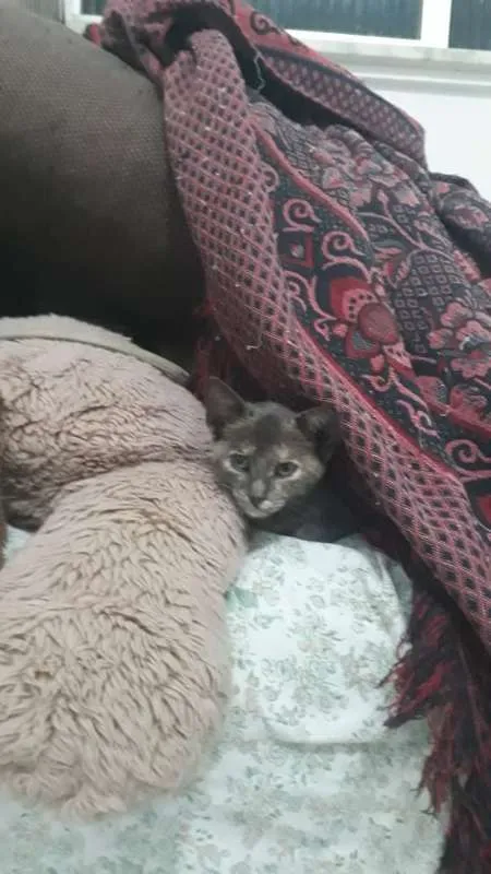 Gato raça Dilute tortie idade 2 a 6 meses nome Sem nome