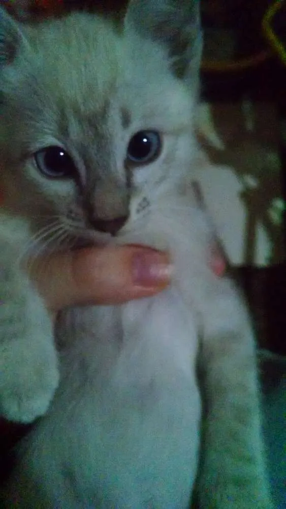 Gato ra a  idade Abaixo de 2 meses nome Sem nome