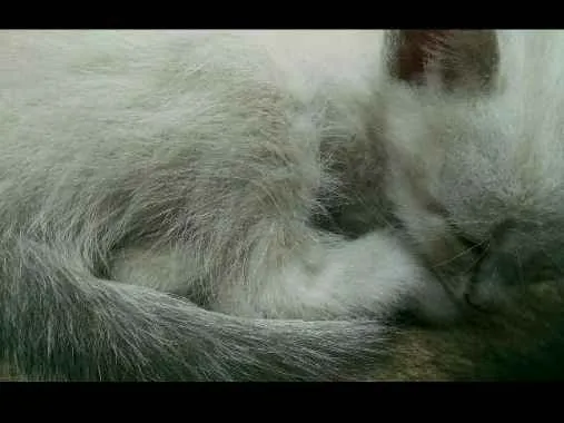 Gato ra a  idade Abaixo de 2 meses nome Sem nome