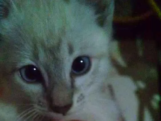 Gato ra a  idade Abaixo de 2 meses nome Sem nome