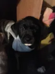Scooby