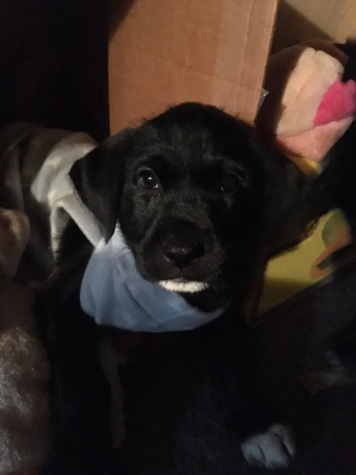 Cachorro ra a SRD idade Abaixo de 2 meses nome Scooby