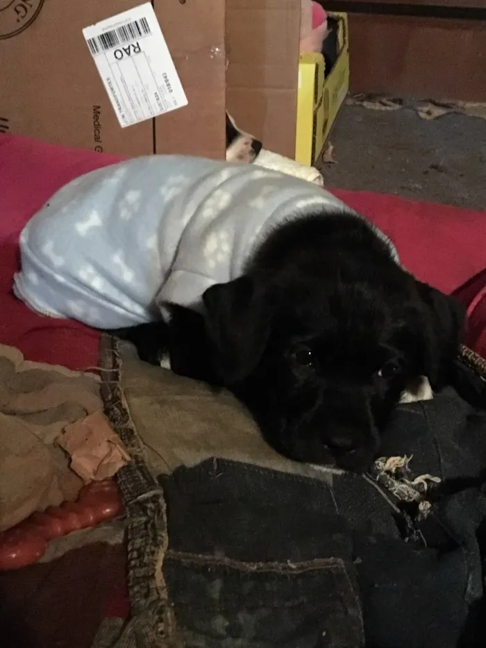 Cachorro ra a SRD idade Abaixo de 2 meses nome Scooby
