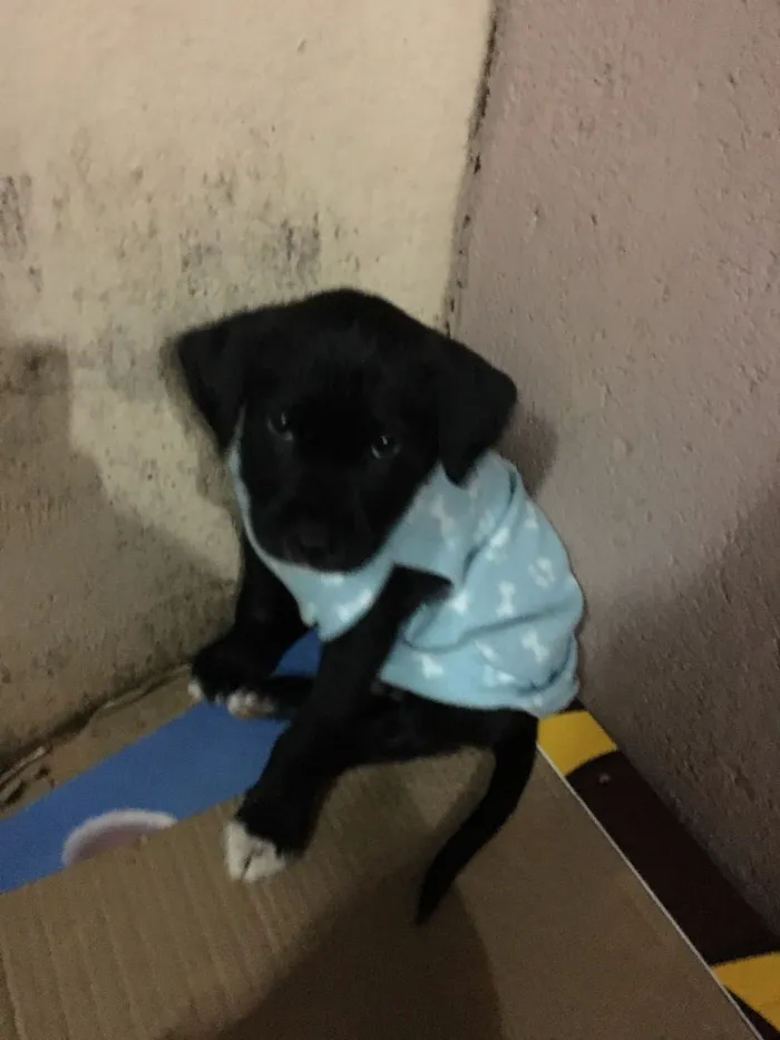 Cachorro ra a SRD idade Abaixo de 2 meses nome Scooby