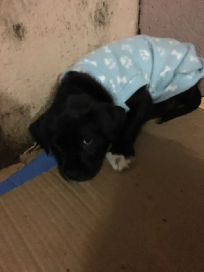 Cachorro ra a SRD idade Abaixo de 2 meses nome Scooby