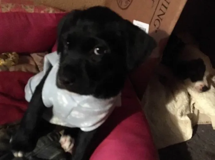 Cachorro ra a SRD idade Abaixo de 2 meses nome Scooby