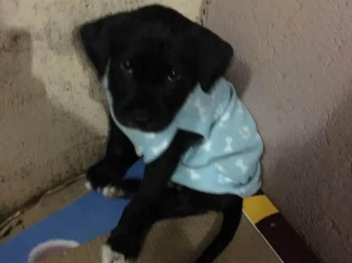 Cachorro ra a SRD idade Abaixo de 2 meses nome Scooby