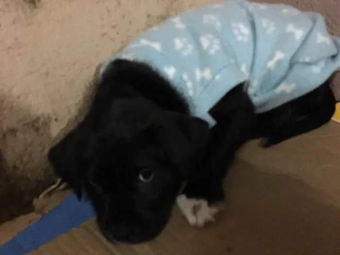 Cachorro ra a SRD idade Abaixo de 2 meses nome Scooby