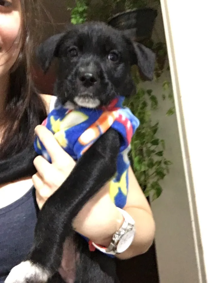 Cachorro ra a SRD idade Abaixo de 2 meses nome Baguera