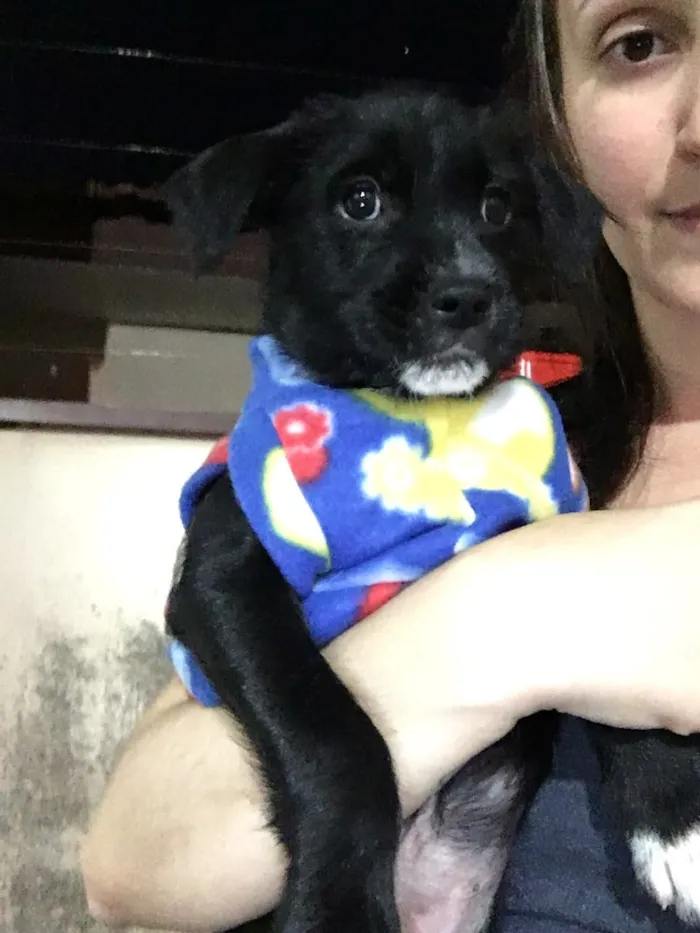 Cachorro ra a SRD idade Abaixo de 2 meses nome Baguera